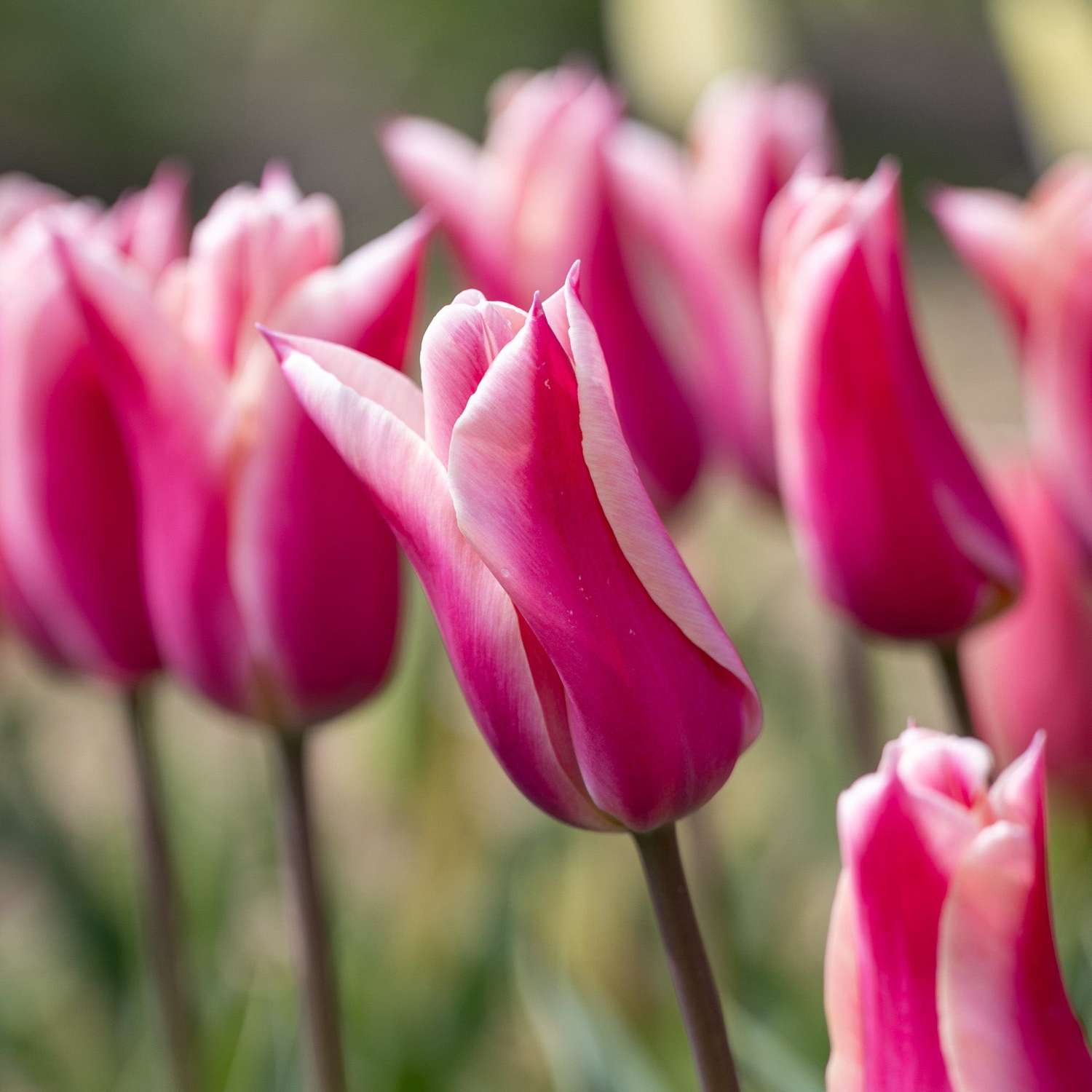Tulpe 'Sanne'